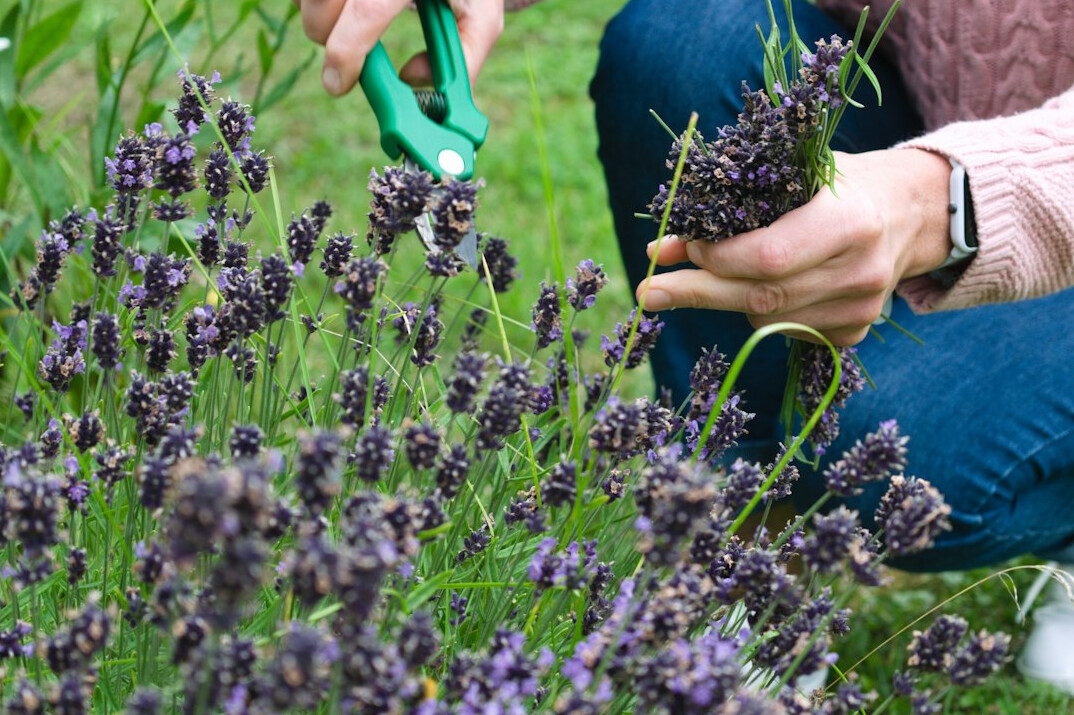 person planting flowers in garden