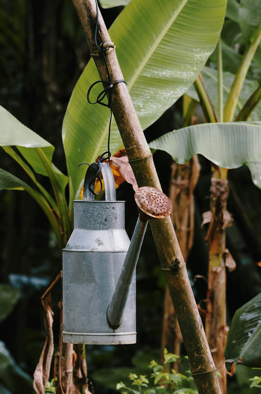 vintage watering can